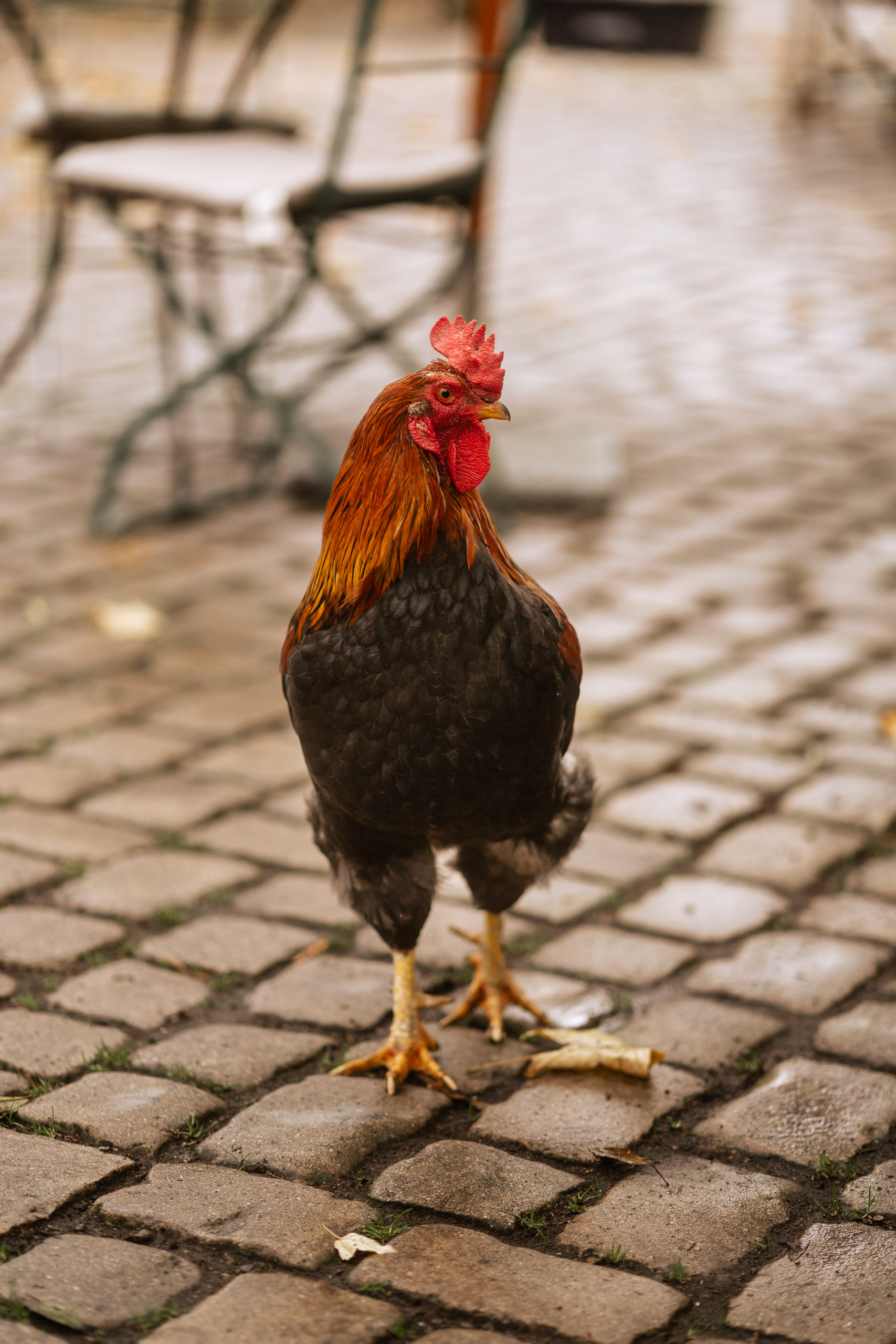 Hochzeit Eselsmühle
