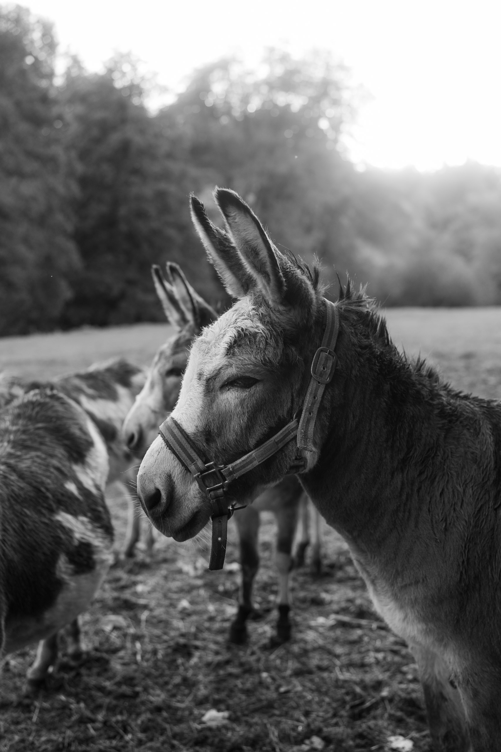 Hochzeit Eselsmühle Leinfelden Echterdingen