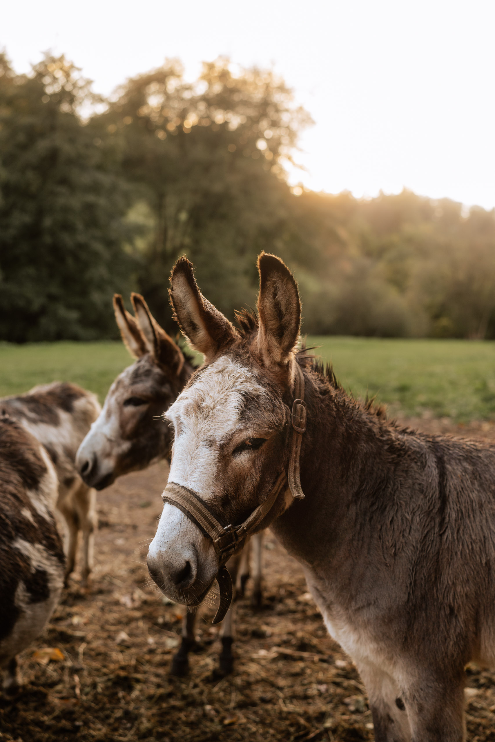 Hochzeit Eselsmühle Leinfelden Echterdingen